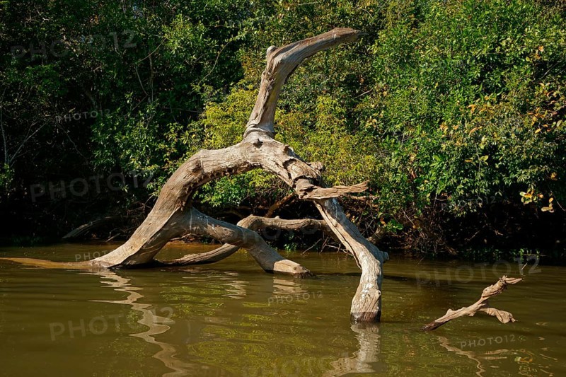 Long-nosed bats (Rhynchonycteris naso), hanging from a tree stump, Pantanal, Brazil, South America
