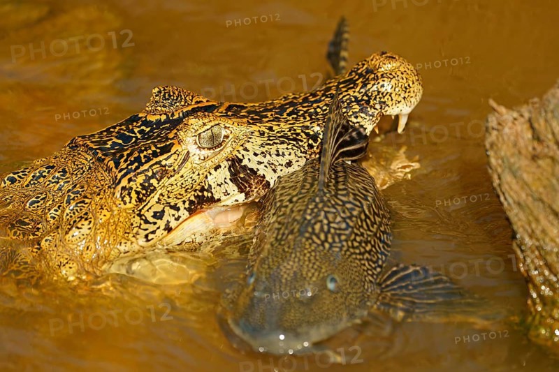 Spectacled caiman (Caiman yacare, Caiman crocodilus yacare) with captured catfish, portrait, Pantanal, Brazil, South America