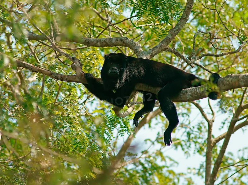 Black howler (Alouatta) male, Pantanal, inland, wetland, UNESCO Biosphere Reserve, World Heritage Site, wetland biotope, Mato Grosso, Brazil, South America
