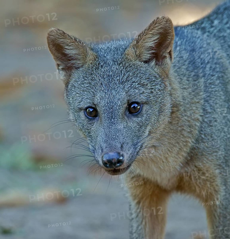 Maikong (Cerdocyon thous), Pantanal, Mato Grosso, Brazil, South America