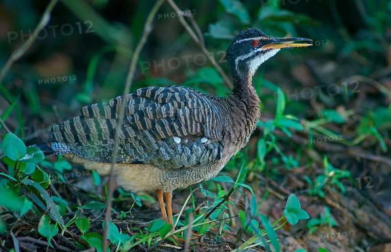 Sun rail (Eurypyga helias) Pantanal Brazil