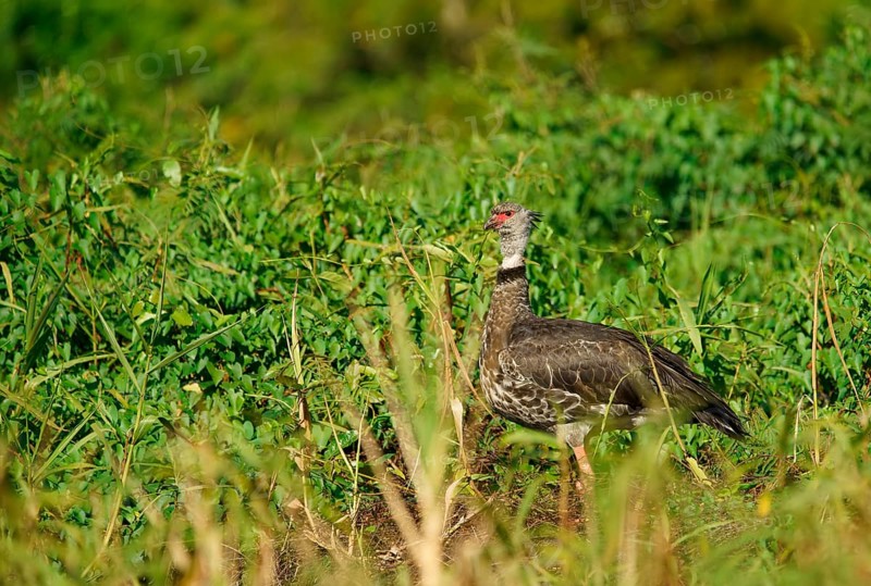 Collared Weirbird (Chauna torquata), Pantanal, Brazil, South America