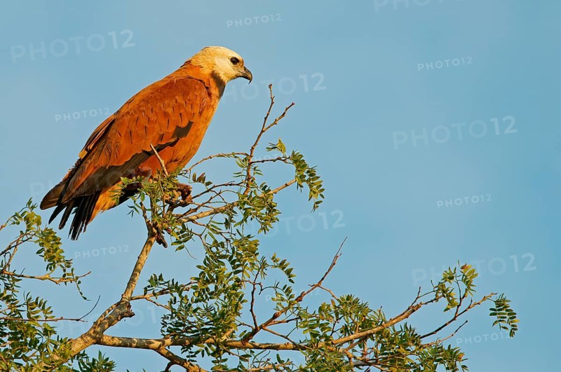 Fish Buzzard (Busarellus nigricollis), Pantanal, inland, wetland, UNESCO Biosphere Reserve, World Heritage Site, wetland biotope, Mato Grosso, Brazil, South America