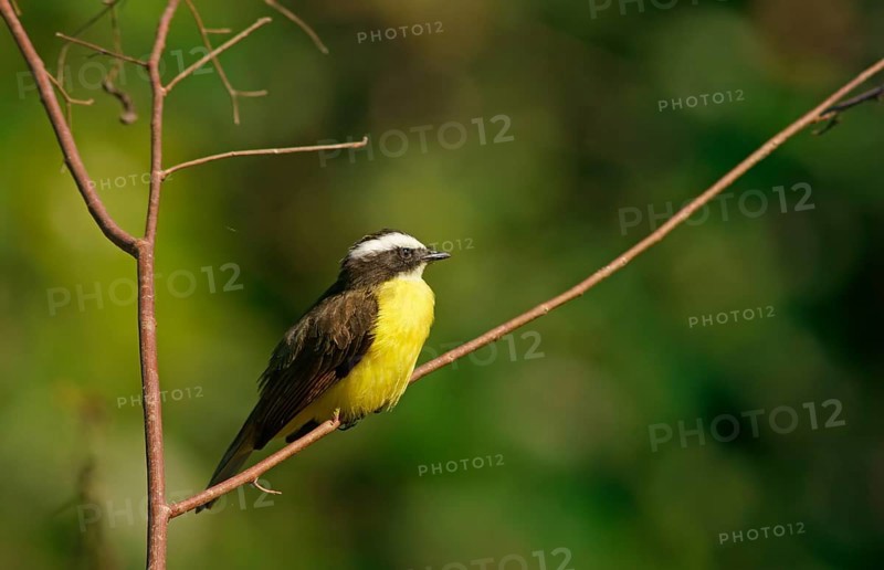 Sulphur-masked tyrant (Pitangus sulphuratus), Pantanal, Brazil, South America