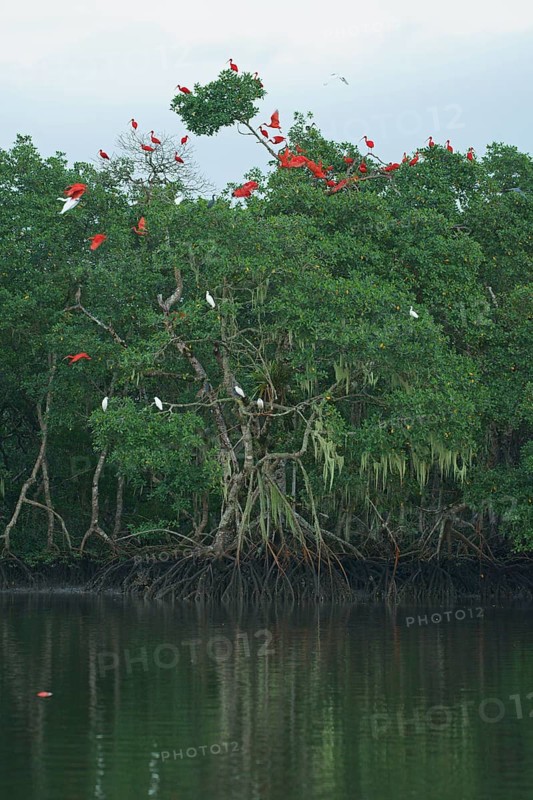 Scarlet Ibis (Eudocimus ruber), Mata Atlantica, Brazil, South America