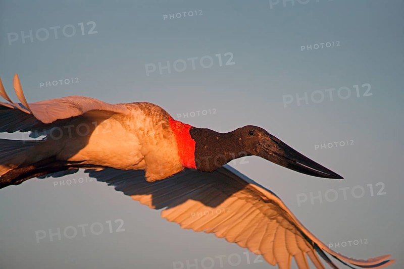 Jabiru (Jabiru mycteria), Pantanal, Brazil, South America