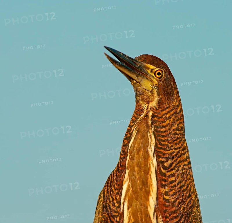 Marbled heron (Tigrisoma lineatum) juvenile, Pantanal, Brazil, South America