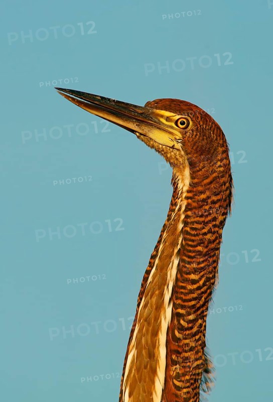 Marbled heron (Tigrisoma lineatum) juvenile, Pantanal, Brazil, South America