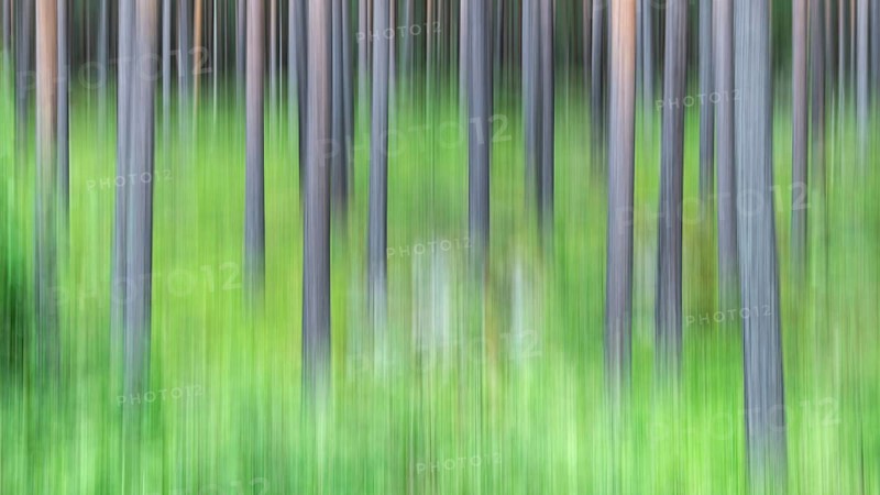 Abstract image of tree trunks and forest floor, pine forest, with blur, wipe effect, Norway
