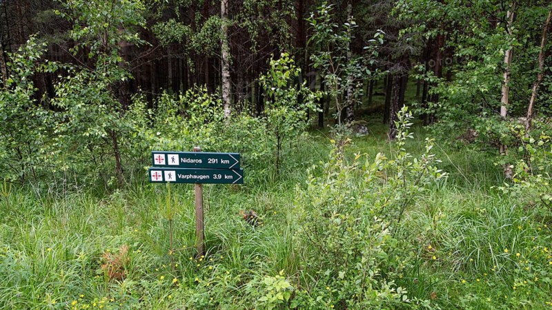 Signpost in the forest with Olav's cross indicating hiking routes, surrounded by dense greenery, pilgrimage route Olavsweg or Olavsleden, Norway