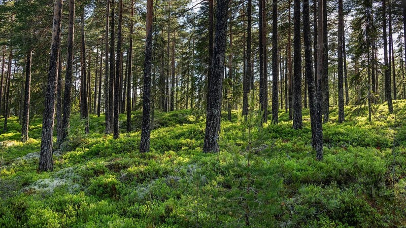 Dense coniferous forest, blueberries on the ground, sun shining through the trees, near Eidsvoll, Akershus, Norway