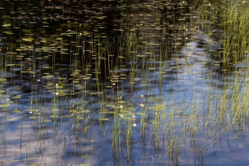 Reflection of water plants and grasses on a still body of water, long exposure, Akershus, Norway