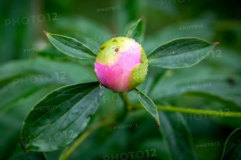 Bud, common peony (Paeonia officinalis), also known as true peony, farmer's peony, garden peony, raindrop, Norway