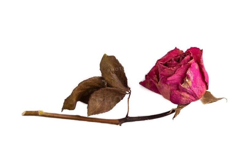Withered dried pink Rose isolated on white background, top view, flat lay, copy space, minimalism