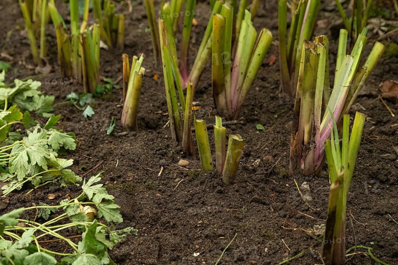 Pruned iris shoots prepared for wintering, gardening concept
