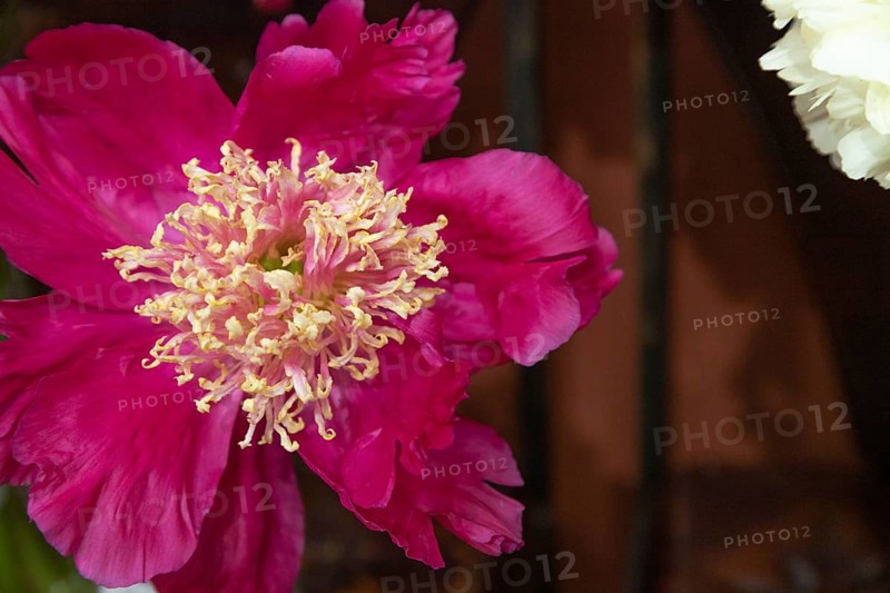 Beautiful red, burgundy peony Barrington Belly flower. Closeup. Blurred background, selective focus