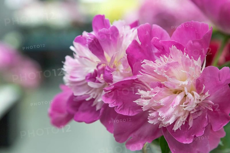 Beautiful pink peony Gay Paree flower. Closeup. Blurred background, selective focus