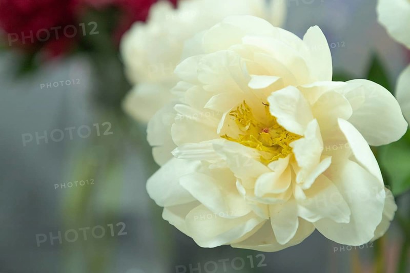 Beautiful white yellow peony Pastelegance flower. Closeup. Blurred background, selective focus