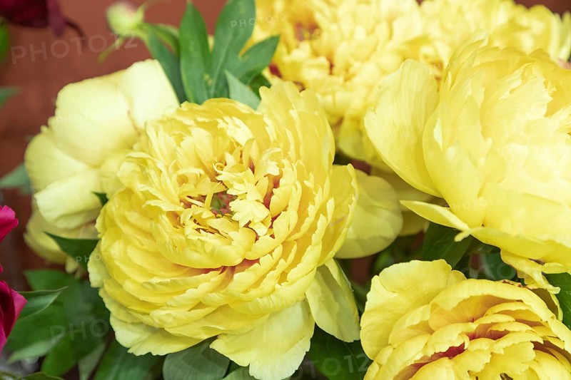 Beautiful yellow peony Sonoma YeDo flower. Closeup. Blurred background, selective focus