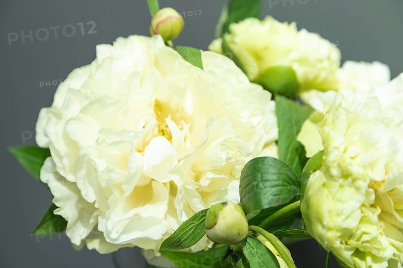 Beautiful yellow peony Sunny Girl flower. Closeup. Blurred background, selective focus