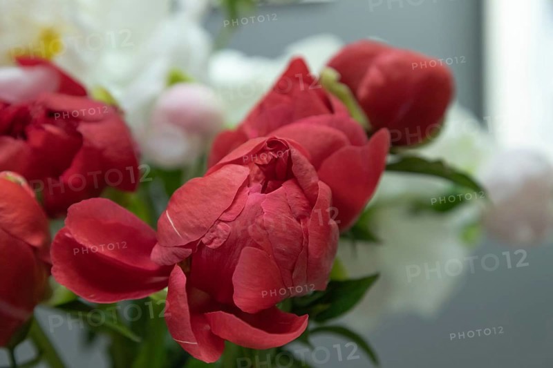 Beautiful red peony Coral Magic flower. Closeup. Blurred background, selective focus