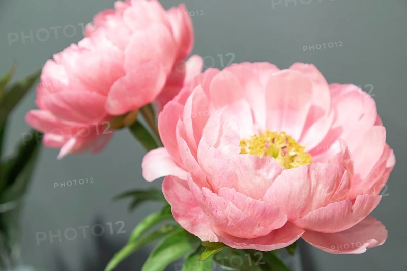 Beautiful pink peony Coral Beach flower. Closeup. Blurred background, selective focus