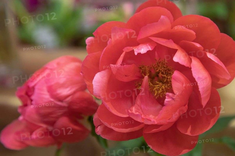 Beautiful red peony Victoria Lincoln flower. Closeup. Blurred background, selective focus