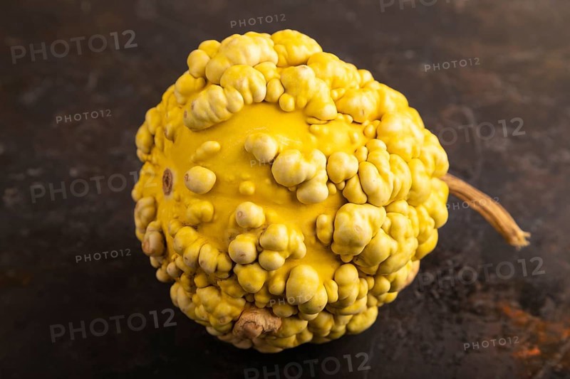 Decorative orange Pumpkin with tumors on black concrete background, side view, close up, minimalism