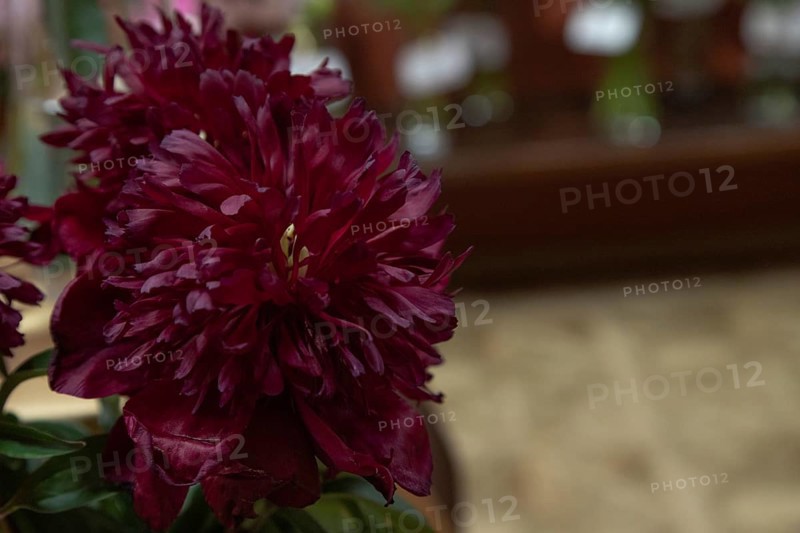 Beautiful red, burgundy peony Red Comet flower. Closeup. Blurred background, selective focus
