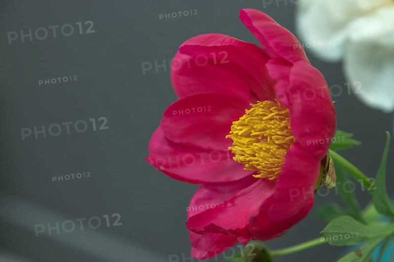 Beautiful purple peony Scarlet O Hara flower. Closeup. Blurred background, selective focus