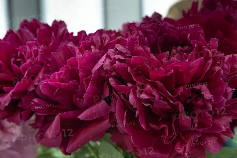 Beautiful red, burgundy peony Old Faithful flower. Closeup. Blurred background, selective focus