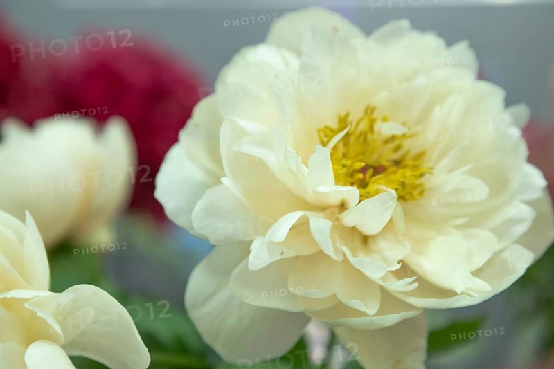 Beautiful white yellow peony Pastelegance flower. Closeup. Blurred background, selective focus