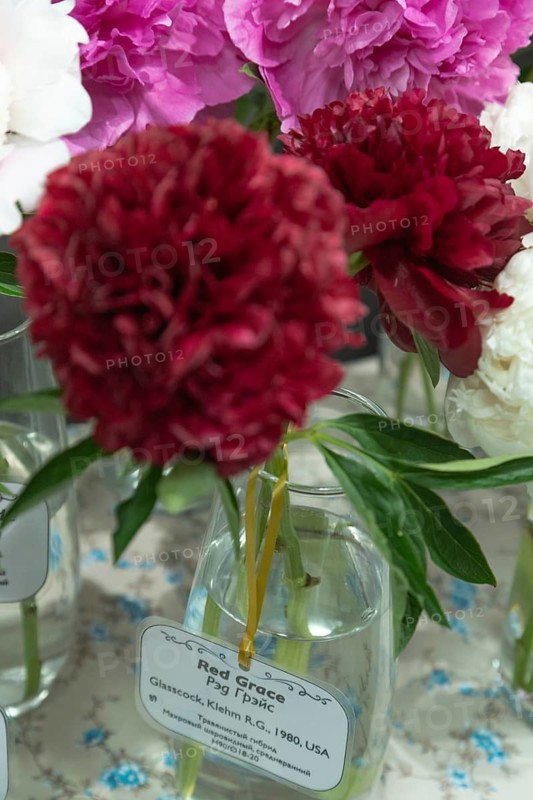 Beautiful red, burgundy peony Pettycoat parade flower. Closeup. Blurred background, selective focus