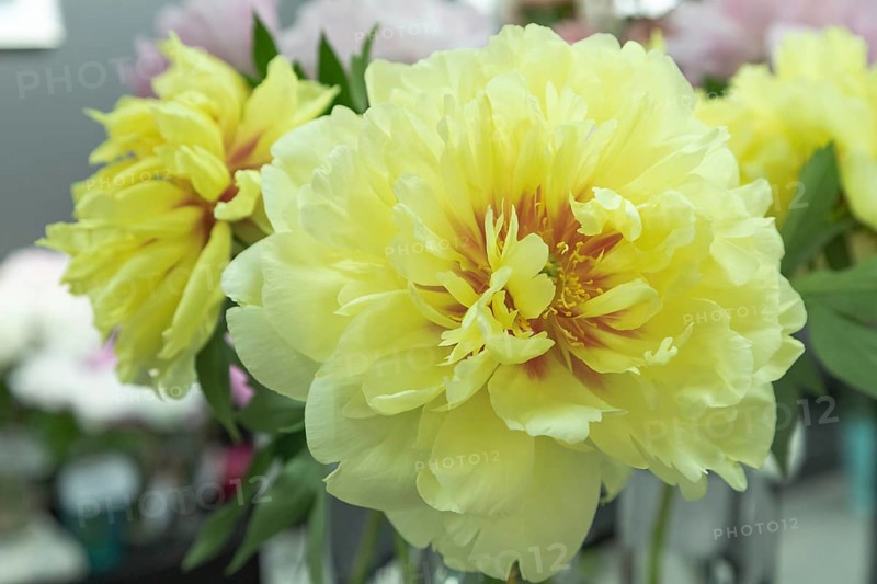Beautiful yellow peony Bartzella flower. Closeup. Blurred background, selective focus