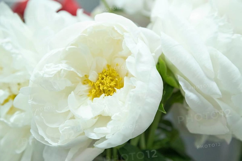 Beautiful white peony Miss America flower. Closeup. Blurred background, selective focus