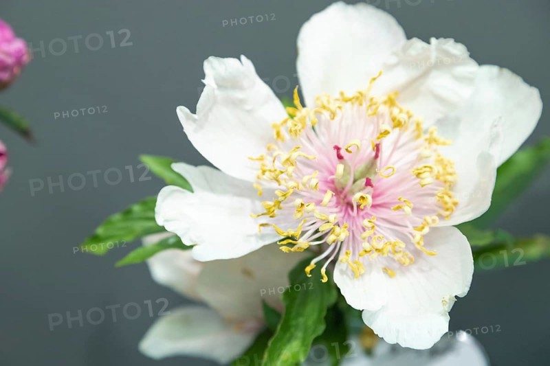Beautiful pink white peony Ada flower. Closeup. Blurred background, selective focus