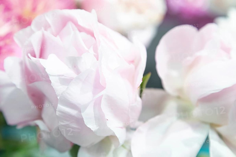 Beautiful pink peony Solvejg flower. Closeup. Blurred background, selective focus