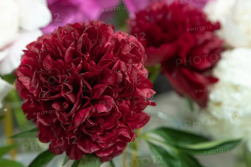 Beautiful red, burgundy peony Pettycoat parade flower. Closeup. Blurred background, selective focus