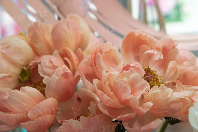 Beautiful orange peony Coral Charm flower. Closeup. Blurred background, selective focus