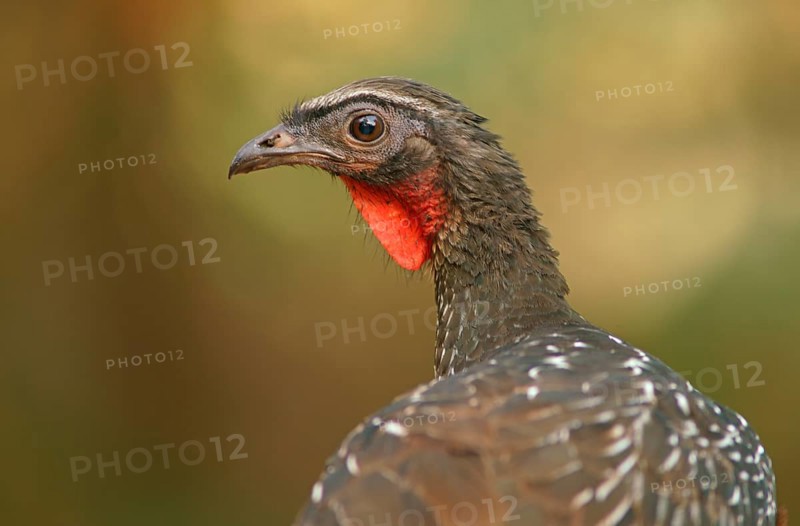 Bronze guan (Penelope obscura), Pantanal, Brazil, South America