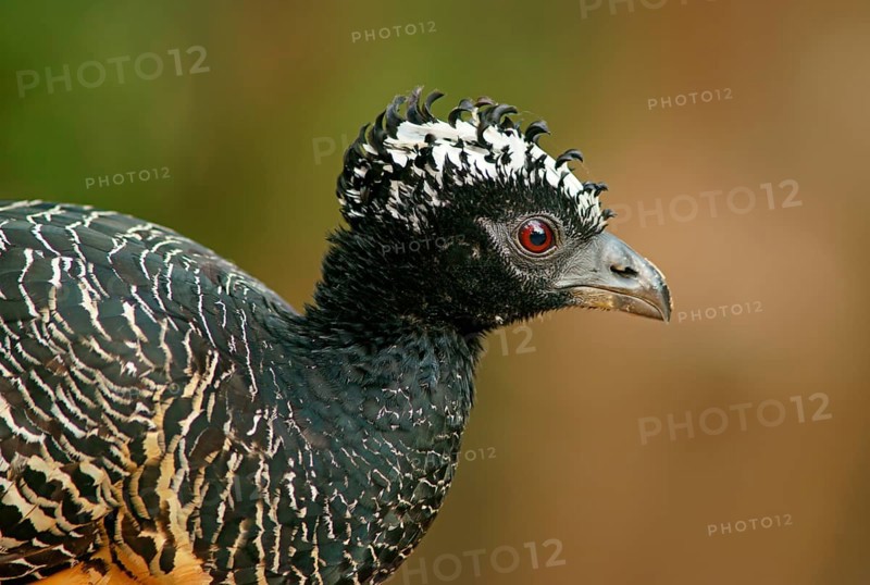 Sclater Hokko (Crax fasciolata), adult bird, female, Pantanal, Mato Grosso, Brazil, South America