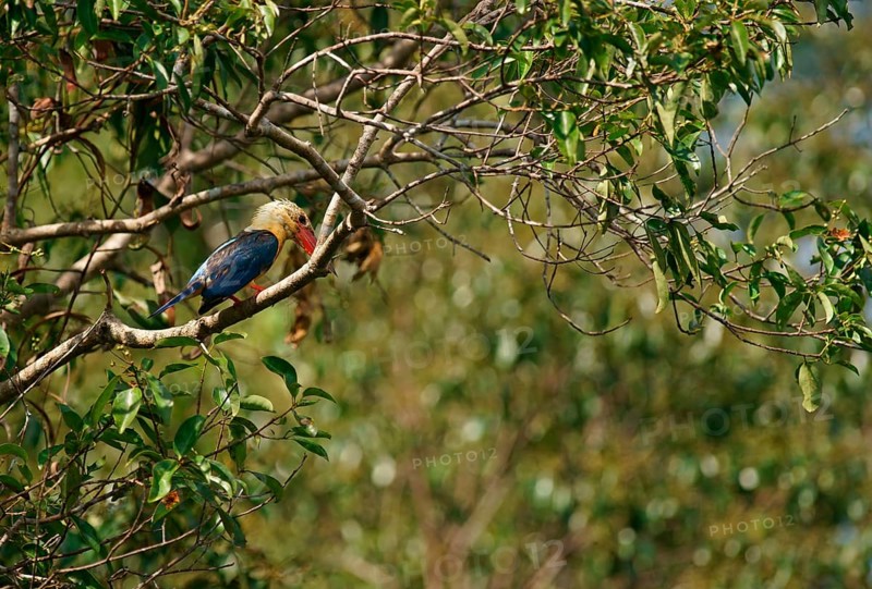 Cranesbill kingfisher (Pelargopsis capensis), Borneo, Indonesia