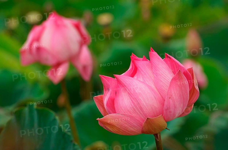 Lotus flower (Nelumbo nucifera), Bali, Indonesia