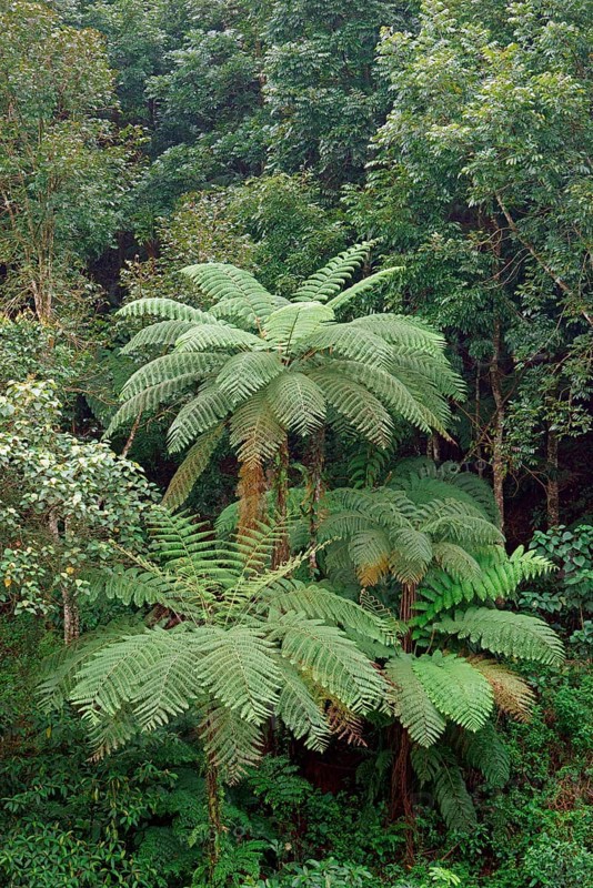 Tree fern Indonesia