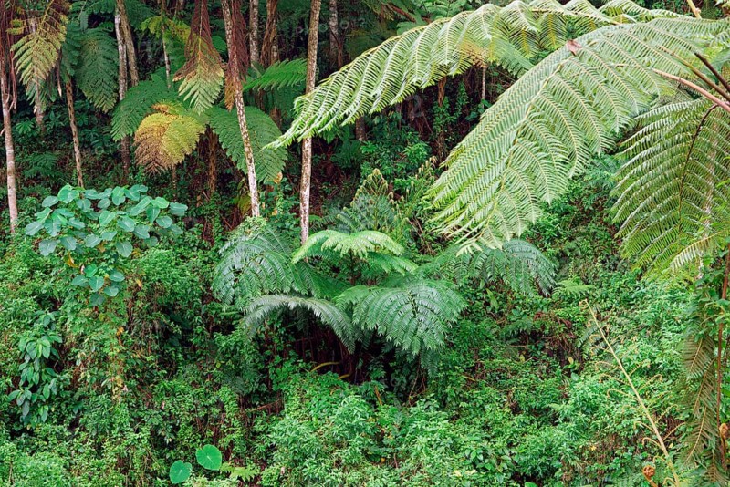 Tree fern Indonesia