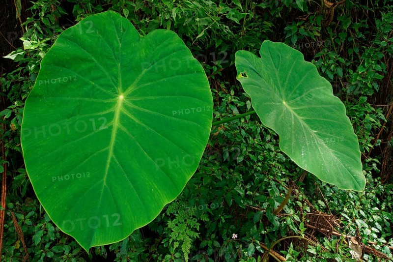 Taro (Colocasia esculenta), Bali, Indonesia