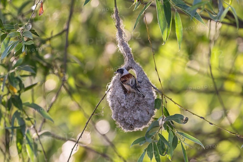 Penduline Tit (Remiz pendulinus), in the nest, Danube Delta, Romania