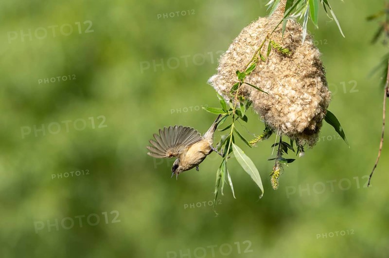 Penduline Tit (Remiz pendulinus) taking off from the nest, Tiszaalpar, Hungary