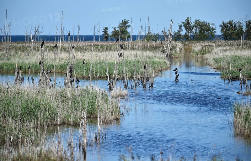 Kormorane, (Phalacrocorax carbo) in den Wasserläufen und Salzwiesen auf dem Darß, nahe der Ostsee, Mecklenburg-Vorpommern, Deutschland