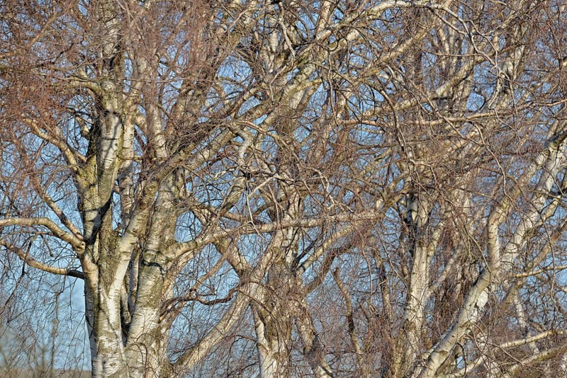 Birke (Betula), Blick in die Baumkronen, blauer Wolkenhimmel, Nordrhein-Westfalen, Deutschland